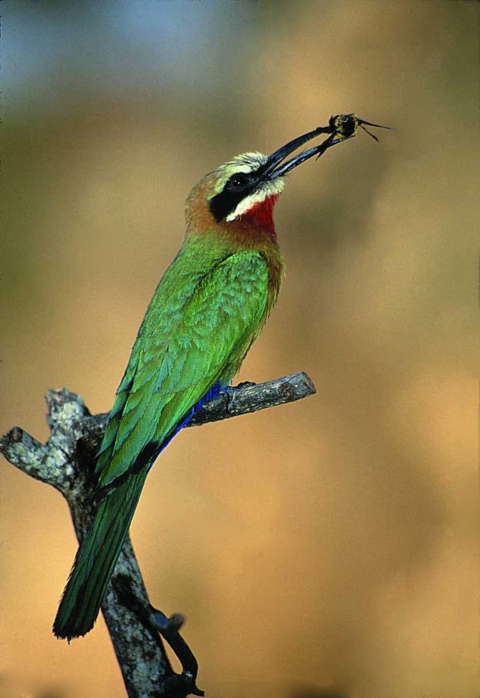 Zimbabwe White-fronted bee-eater with a bee